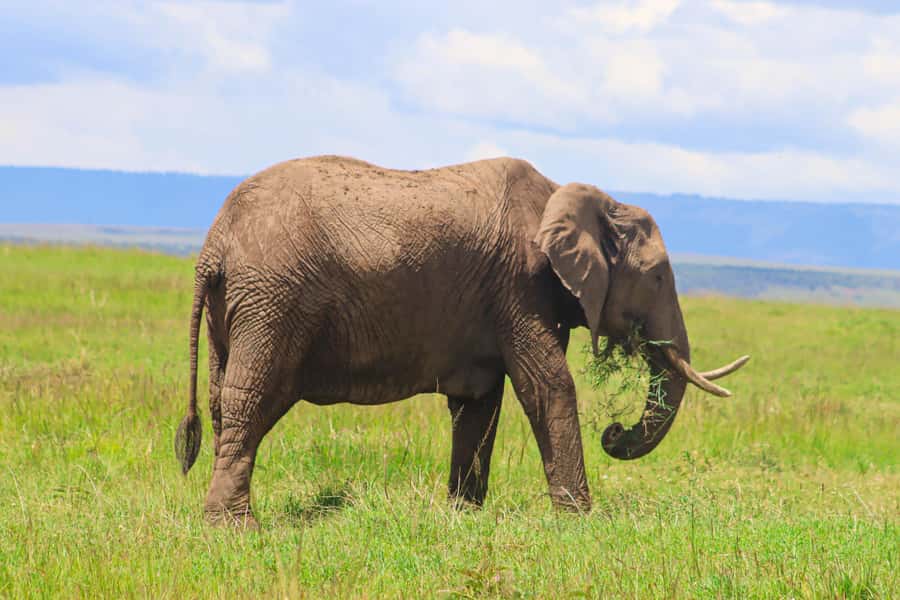Masai Mara: 2 Day Private Safari In a 4x4 Land Cruiser - Leaving Nairobi and crossing the Great Rift Valley