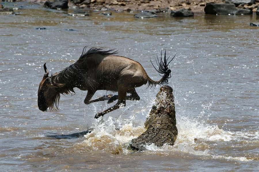 Masai Mara: 3-Day Group Joining Safari by Land Cruiser - What the $240 price really covers