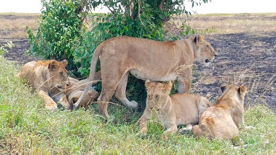 Masai Mara: 3-Day Group Joining Safari by Land Cruiser - Day one: the Great Rift Valley and first Mara game drive