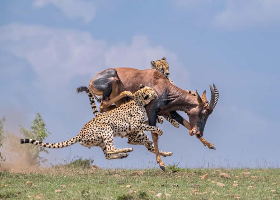 Masai Mara: 3-Day Group Joining Safari by Land Cruiser - Day two: a full day searching for the Big Five