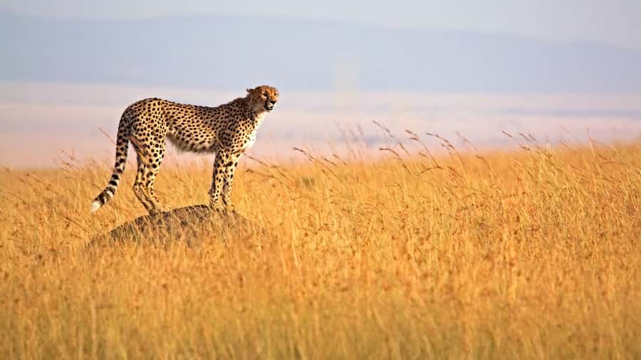 Masai Mara: 3-Day Group Joining Safari by Land Cruiser - The Land Cruiser and group format