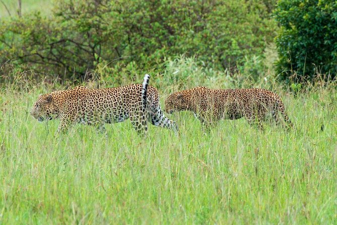 Masai Mara 3 Day Safari | Private 4WD Jeep Tour - Key points to know before booking