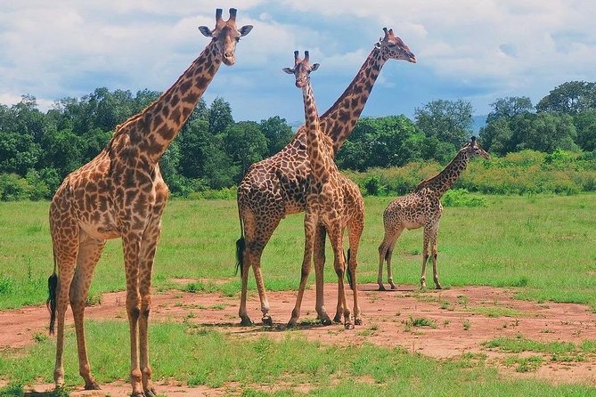 Masai Mara 3 Day Safari | Private 4WD Jeep Tour - Masai culture and the value of local contact