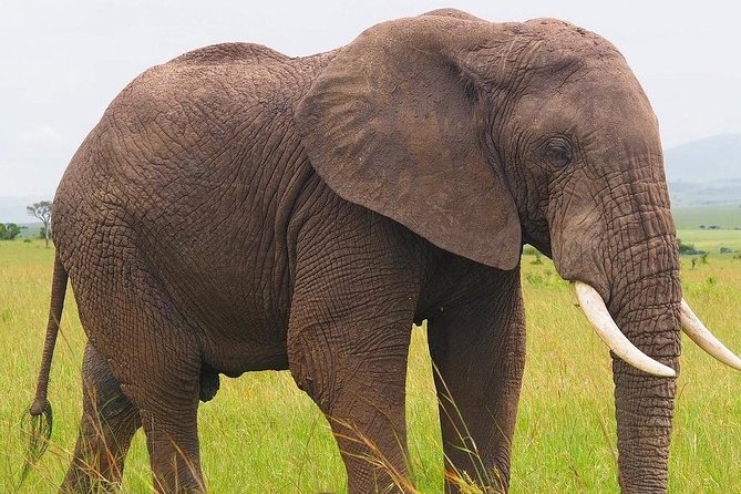 Masai Mara 3 Day Safari | Private 4WD Jeep Tour - Who will get the most from this safari