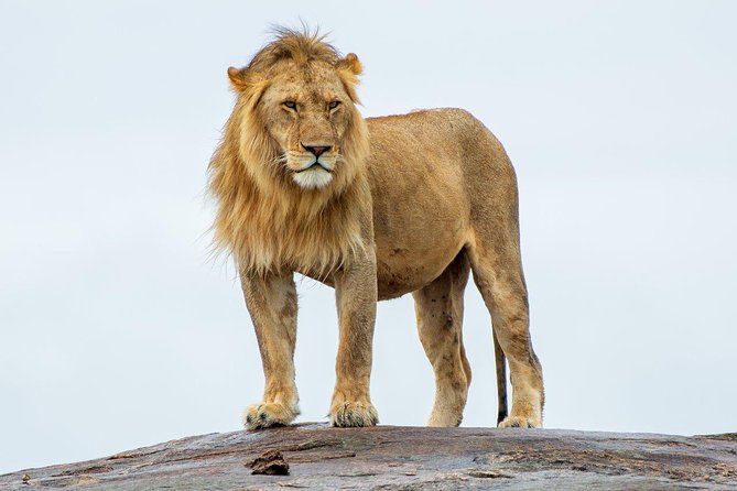 Masai Mara 3 Day Safari | Private 4WD Jeep Tour - Practical booking advice for the $2,120 fare