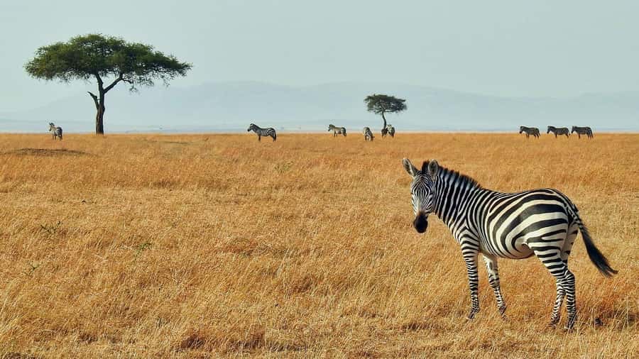 Masai Mara: 3 Days 2 nights Private Safari in a 4X4 Jeep - Key Points Before You Book
