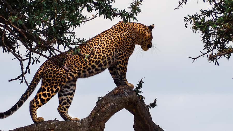 Masai Mara: 3 Days 2 nights Private Safari in a 4X4 Jeep - Why Three Days Works for the Masai Mara