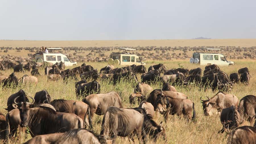 Masai Mara: 3 Days 2 nights Private Safari in a 4X4 Jeep - Day Two: Big Five Searching Across the Mara