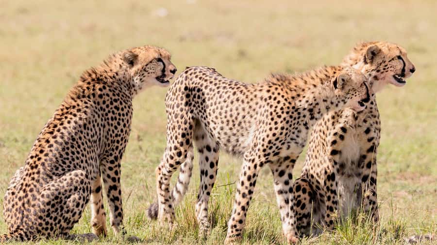 Masai Mara: 3 Days 2 nights Private Safari in a 4X4 Jeep - What the $700 Price Really Covers