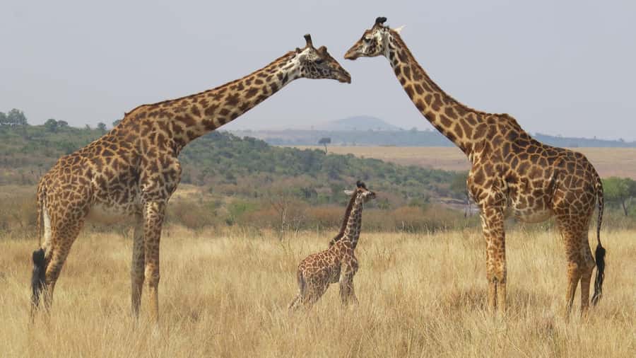 Masai Mara: 3 Days 2 nights Private Safari in a 4X4 Jeep - The Guides May Make or Break the Safari