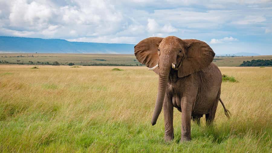 Masai Mara: 3 Days 2 nights Private Safari in a 4X4 Jeep - FAQ