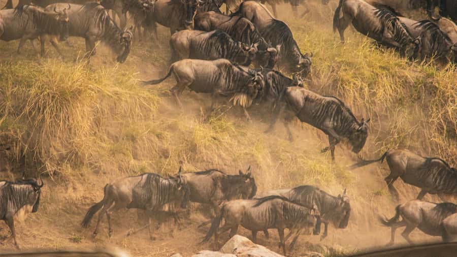 Masai Mara: 3 Days 2 nights Private Safari in a 4X4 Jeep - Day One: Rift Valley Views and the First Mara Drive