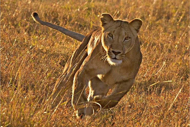Masai Mara 3 Days Luxury Tented Safari - The Full Second Day: Big Five Country