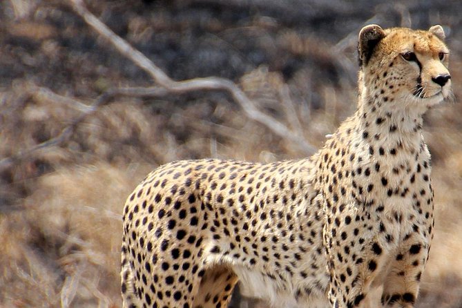 Masai Mara 3 Days Luxury Tented Safari - Who Will Get the Most From This Safari