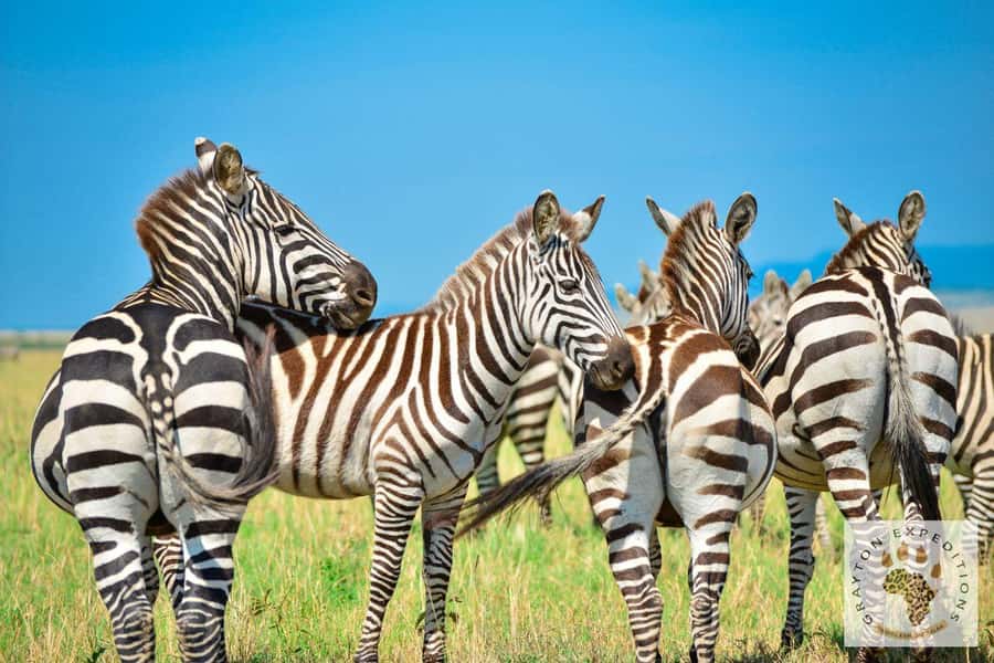 MASAI MARA: 3 DAYS MASAI MARA BUDGET GROUP JOINING SAFARI - Why three days works for a first Maasai Mara safari