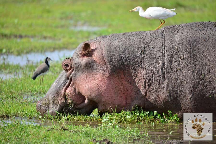 MASAI MARA: 3 DAYS MASAI MARA BUDGET GROUP JOINING SAFARI - Day 2: The full Mara game-drive day