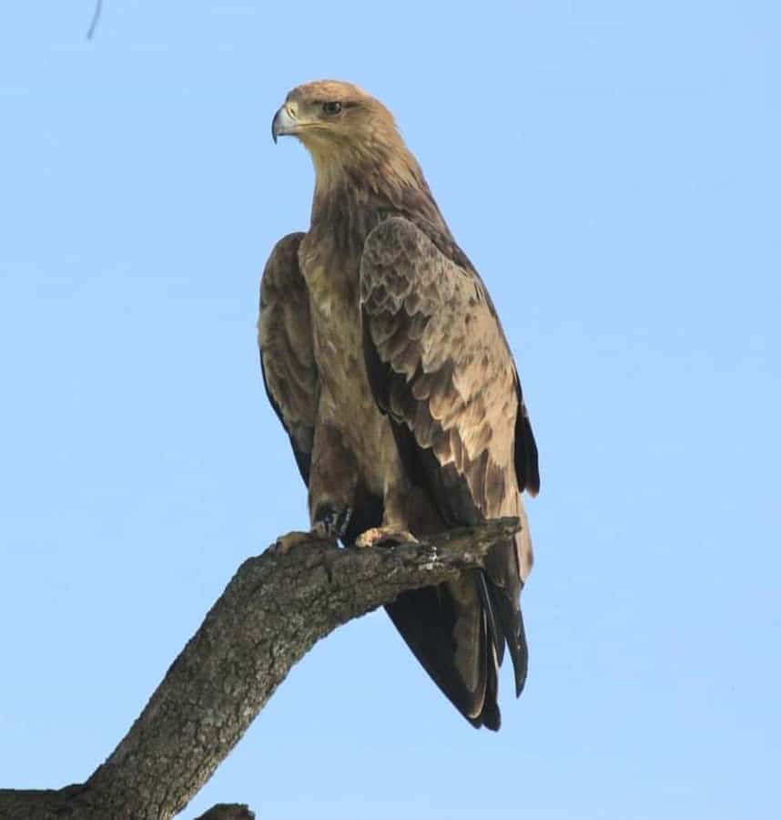 MASAI MARA: 3 DAYS MASAI MARA BUDGET GROUP JOINING SAFARI - The $400 price needs careful reading