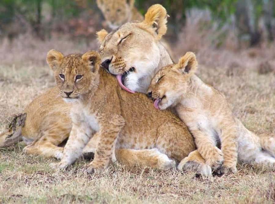 MASAI MARA: 3 DAYS MASAI MARA BUDGET GROUP JOINING SAFARI - Tented camp comfort and what to pack