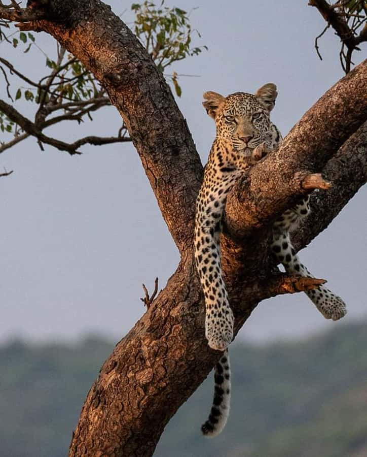 MASAI MARA: 3 DAYS MASAI MARA BUDGET GROUP JOINING SAFARI - The guide and vehicle can make or break the trip