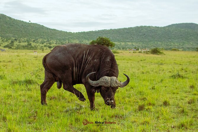 Masai Mara 3 Days Tour Safari Private 4WD Landcruiser - The first afternoon inside Maasai Mara