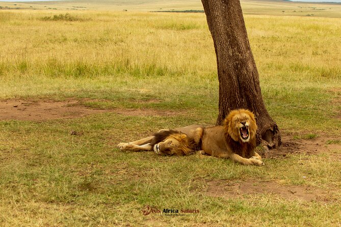 Masai Mara 3 Days Tour Safari Private 4WD Landcruiser - The optional Maasai village visit