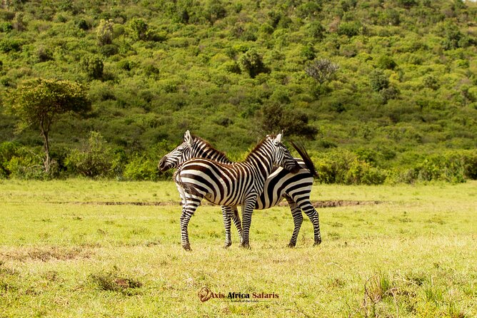 Masai Mara 3 Days Tour Safari Private 4WD Landcruiser - Is this a good safari for families?