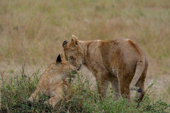 Masai Mara 3Days Safari Adventure - Seeing the Mara without rushing the animals