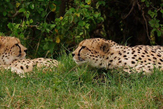 Masai Mara 3Days Safari Adventure - Day 3: Returning to Nairobi by way of Mount Longonot