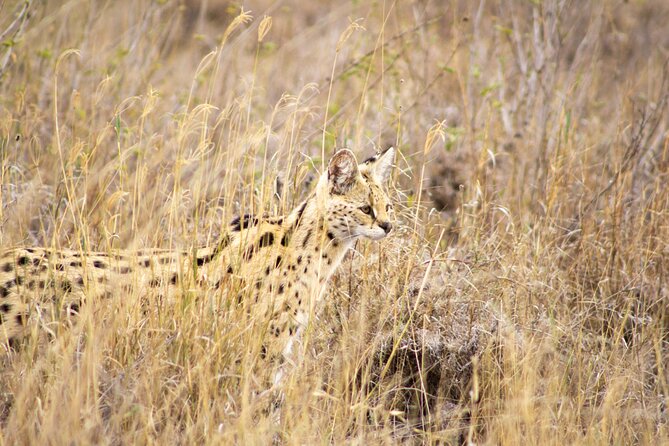 Masai Mara 3Days Safari Adventure - What the praise for the guides tells you