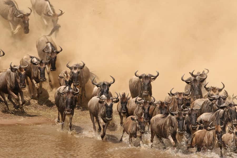 Masai Mara: 4-day safari for the great wildebeest migration - Key Details Before You Book