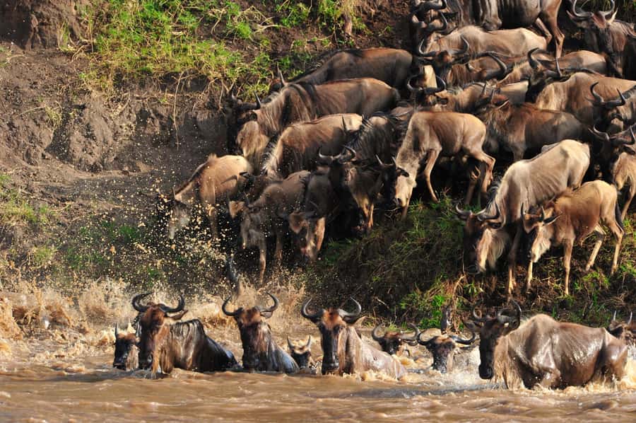 Masai Mara: 4-day safari for the great wildebeest migration - Days Two and Three: Two Full Days Among the Herds