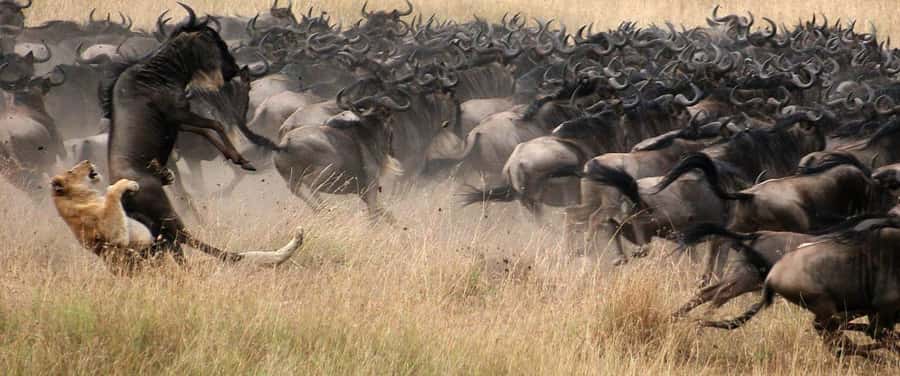 Masai Mara: 4-day safari for the great wildebeest migration - Who Will Get the Most From This Safari