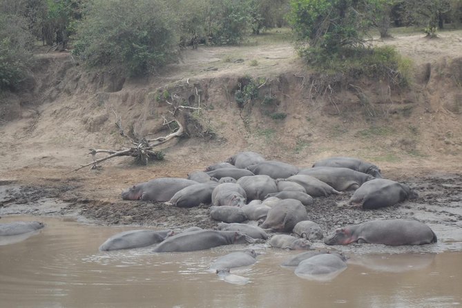 Masai Mara Budget 2 nights tented camp road Safari - What Game Viewing May Feel Like