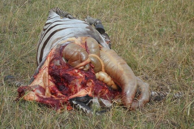 Masai Mara Budget 2 nights tented camp road Safari - Leaving Nairobi At 6:30 Or 7 In The Morning