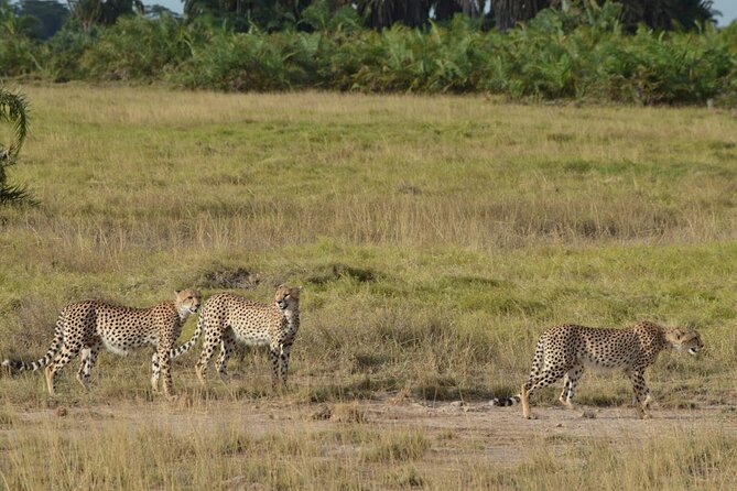 Masai Mara classic safari with optional Masai Village - Why the Masai Mara is worth the long road from Nairobi