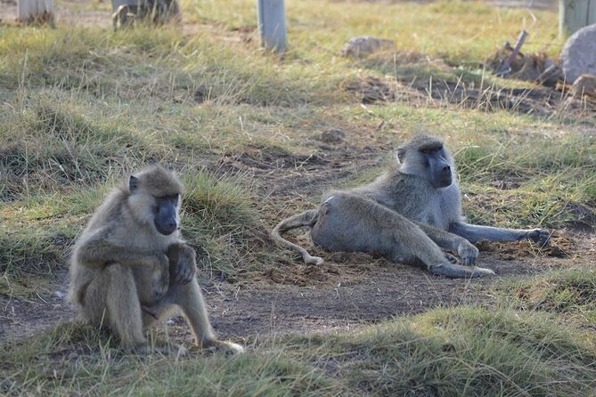 Masai Mara classic safari with optional Masai Village - Game drives in a reserve known for big cats