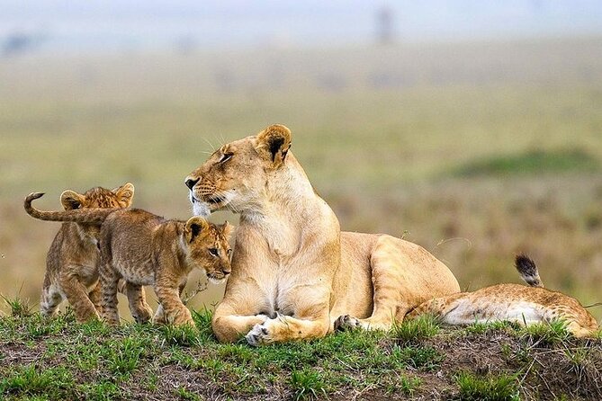 Masai Mara classic safari with optional Masai Village - Is the $450 balloon flight worth adding?