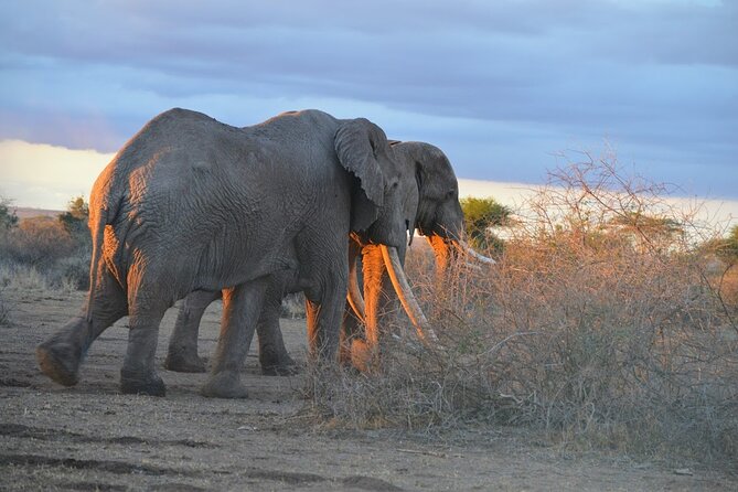 Masai Mara classic safari with optional Masai Village - A 7:00 am departure sets the tone