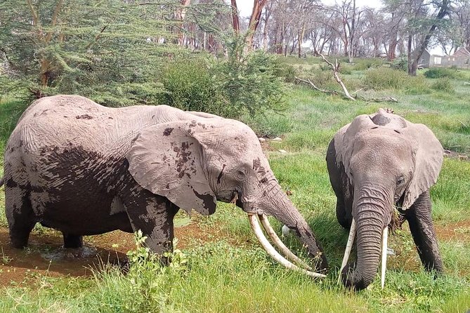 Masai Mara Full Day Tour from Nairobi, Naivasha or Nakuru - Why this day trip can be worth the effort