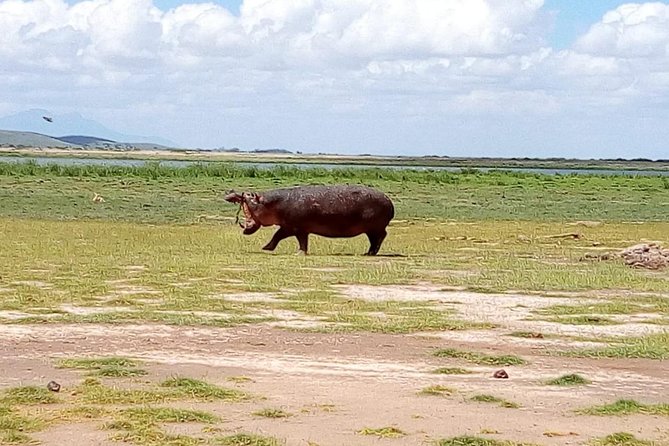 Masai Mara Full Day Tour from Nairobi, Naivasha or Nakuru - Who should book this Masai Mara tour?