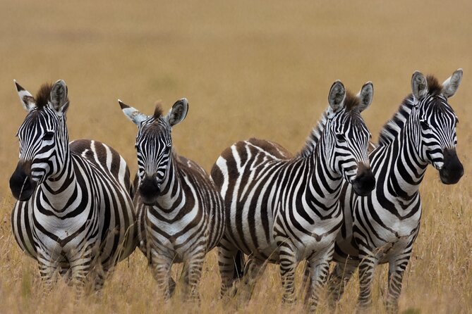 Masai Mara Game Drive - Four days in the Mara, and what is actually covered