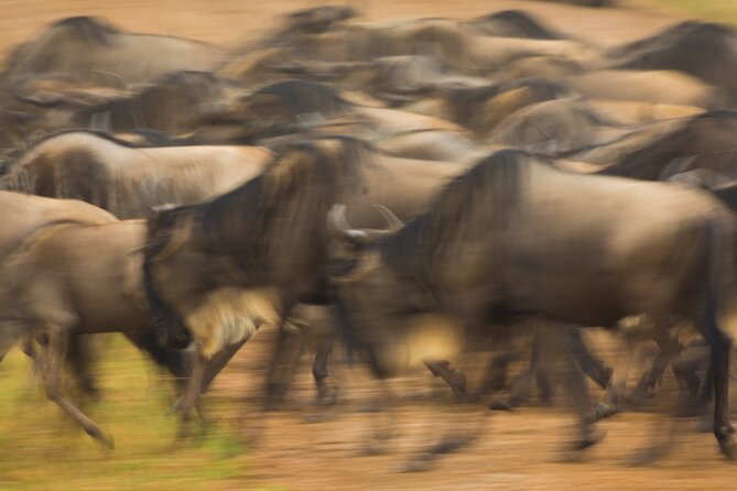 Masai Mara Game Drive - What to pack for comfort and better sightings