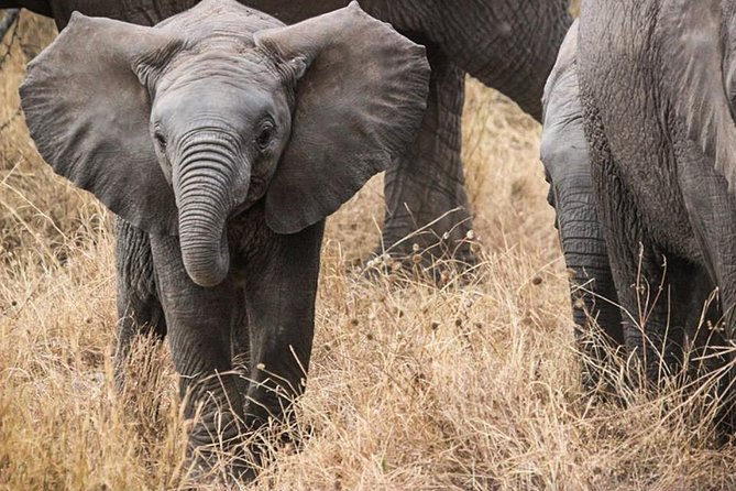 Masai Mara Game Reserve Safari Tour, 4 Days 3 Nights - Day one: Nairobi, the Rift Valley, and the first Mara drive