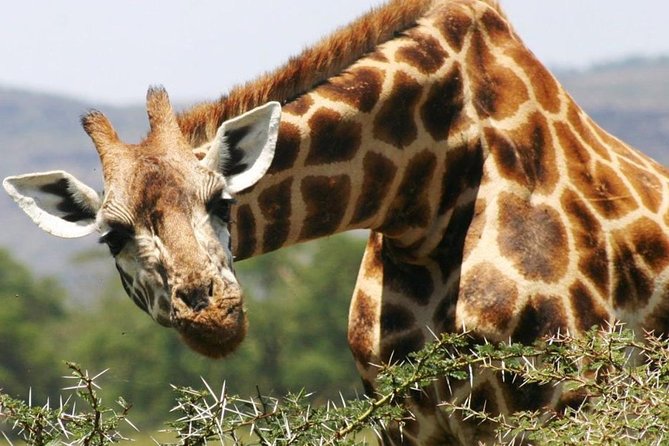 Masai Mara Game Reserve Safari Tour, 4 Days 3 Nights - Day three: choose a full day or split the game drives
