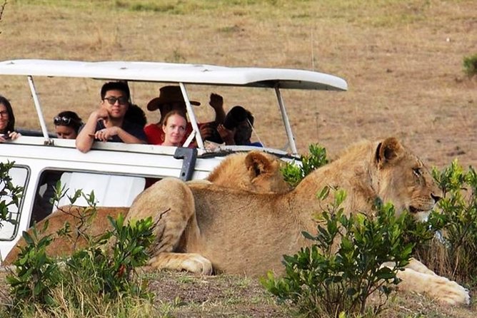 Masai Mara Game Reserve Safari Tour, 4 Days 3 Nights - Transport, privacy, and the guide