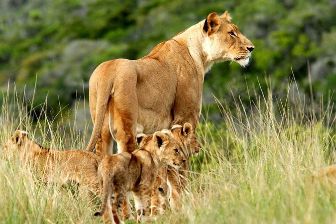 Masai Mara & Lake Nakuru Safari tour: 4-Day Kenya Adventure - Four things to know before booking