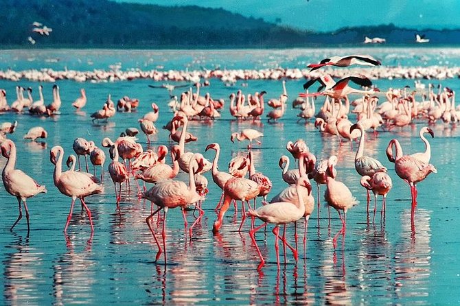 Masai Mara & Lake Nakuru Safari tour: 4-Day Kenya Adventure - Leaving Nairobi for the Maasai Mara