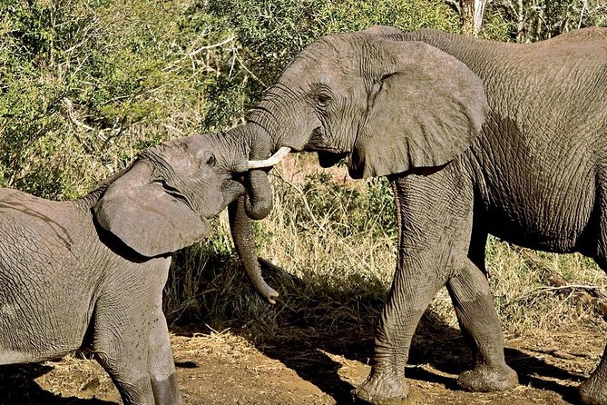 Masai Mara & Lake Nakuru Safari tour: 4-Day Kenya Adventure - From the Mara to Lake Nakuru