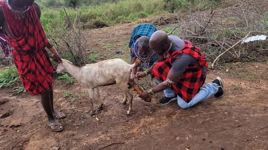 Masai Village Experience (Day trip) - What the Day Really Offers