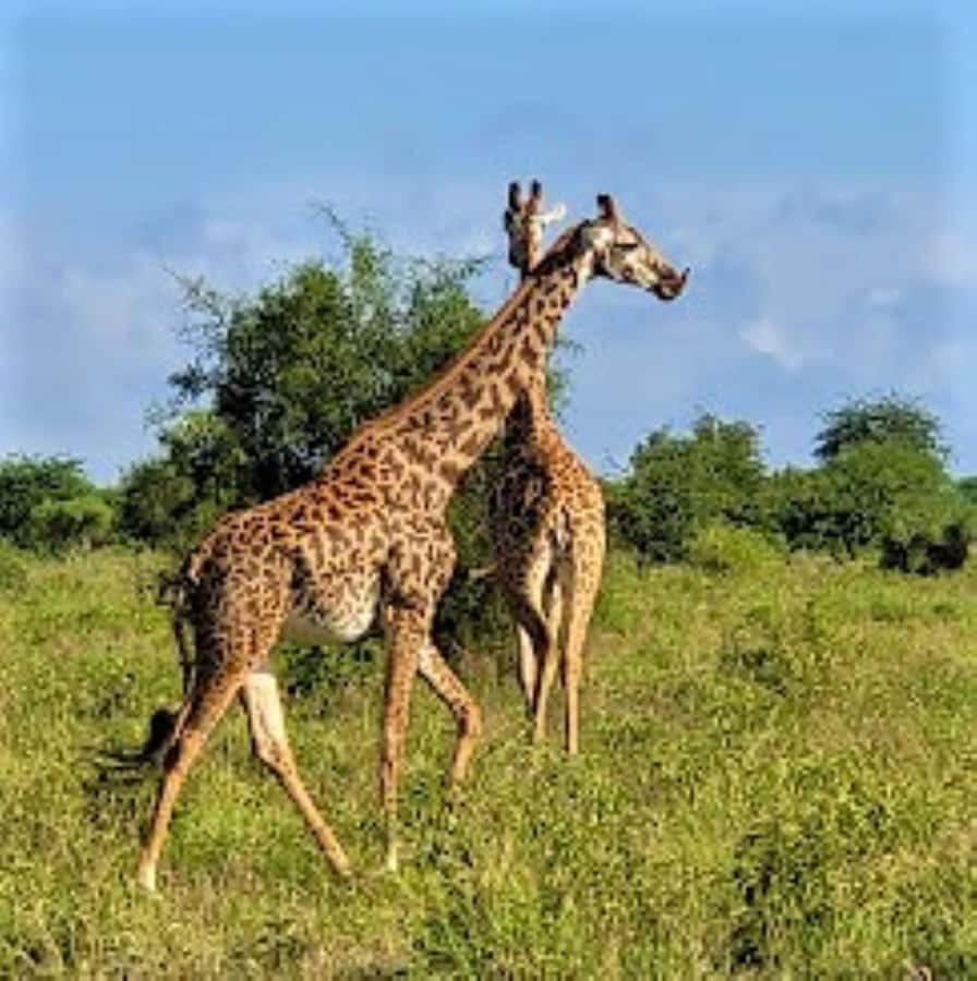 Mombasa: 2-Day Safari to Taita Hills Game Sanctuary - The first game drive into the sanctuary
